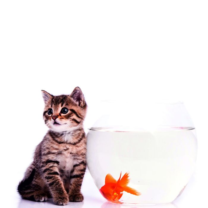 Стеклянный фартук закаленное стекло М1 "Кот и золотая рыбка", 600х600х4