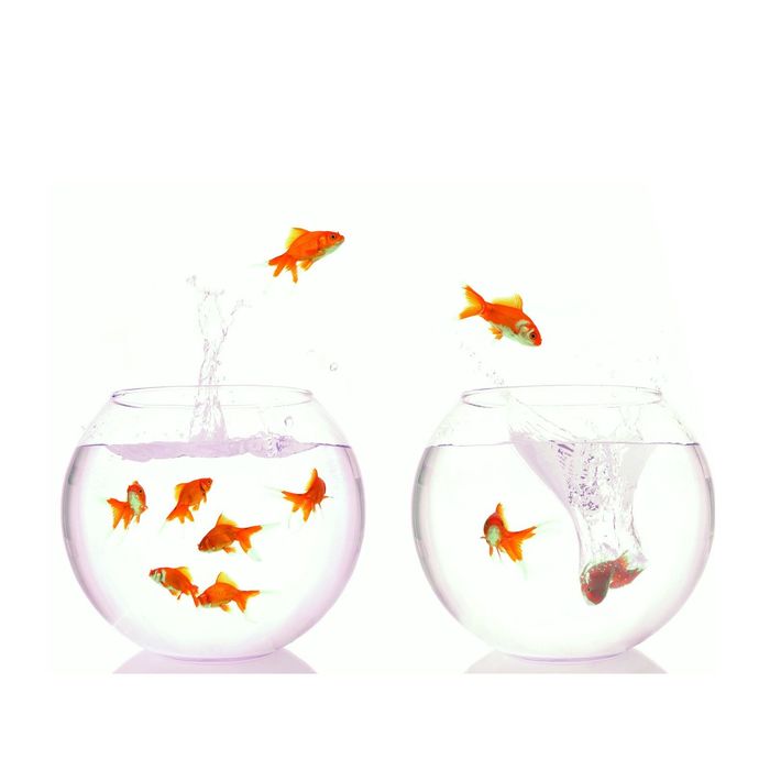 Стеклянный фартук закаленное стекло М1 "Золотые рыбки", 600х800х4