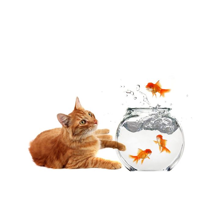 Стеклянный фартук закаленное стекло М1 "Кот и золотые рыбки", 600х1000х4