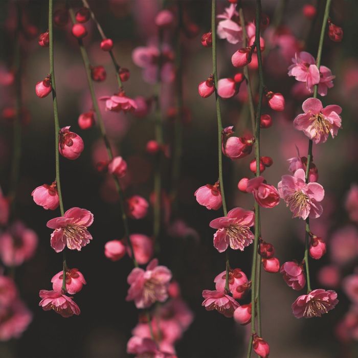 Стеклянный фартук закаленное стекло М1 "Яблоня", 600х600х4