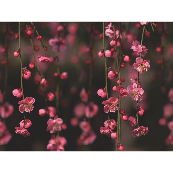 Стеклянный фартук закаленное стекло М1 "Яблоня", 600х800х4