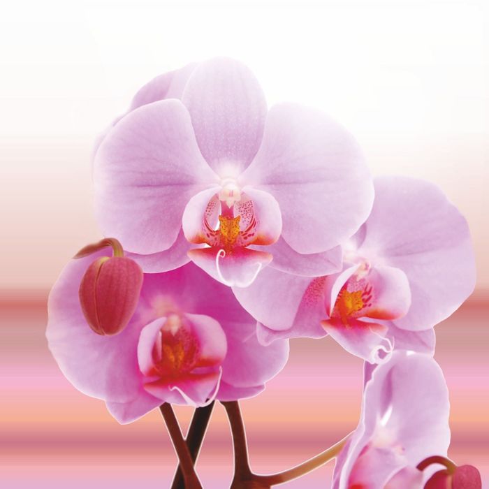 Стеклянный фартук закаленное стекло М1 "Орхидея", 600х600х4