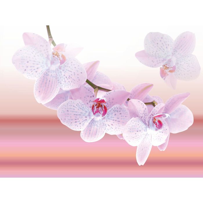 Стеклянный фартук закаленное стекло М1 "Орхидея", 600х800х4