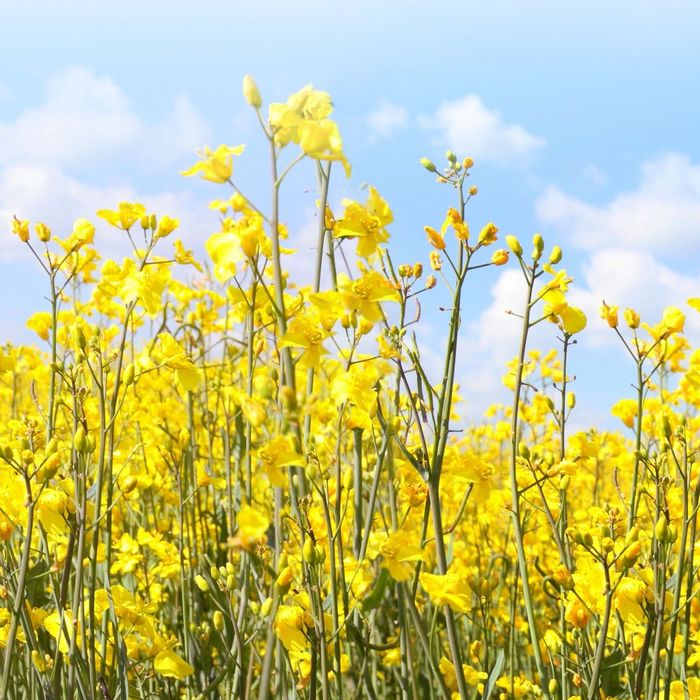 Стеклянный фартук закаленное стекло М1 "Желтые лютики", 600х600х4