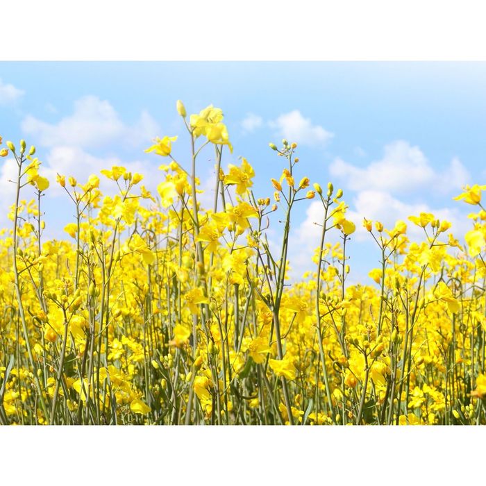 Стеклянный фартук закаленное стекло М1 "Желтые лютики", 600х800х4