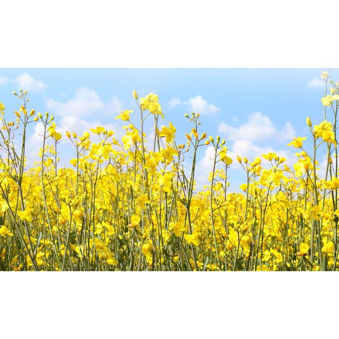 Стеклянный фартук закаленное стекло М1 "Желтые лютики", 600х1000х4