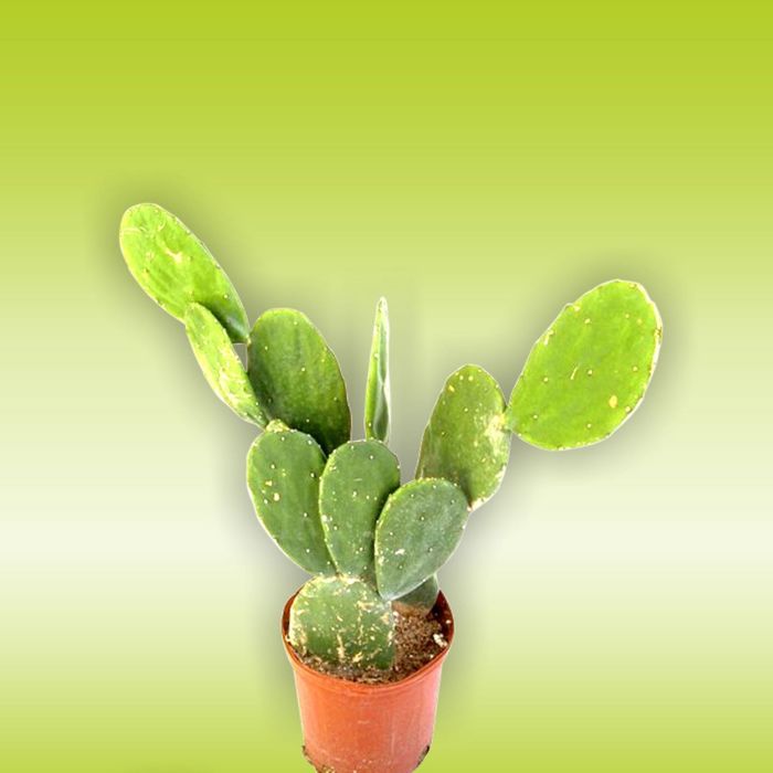 Стеклянный фартук закаленное стекло М1 "Кактус", 600х600х4