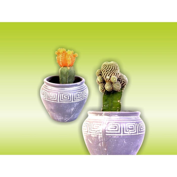 Стеклянный фартук закаленное стекло М1 "Кактус", 600х800х4