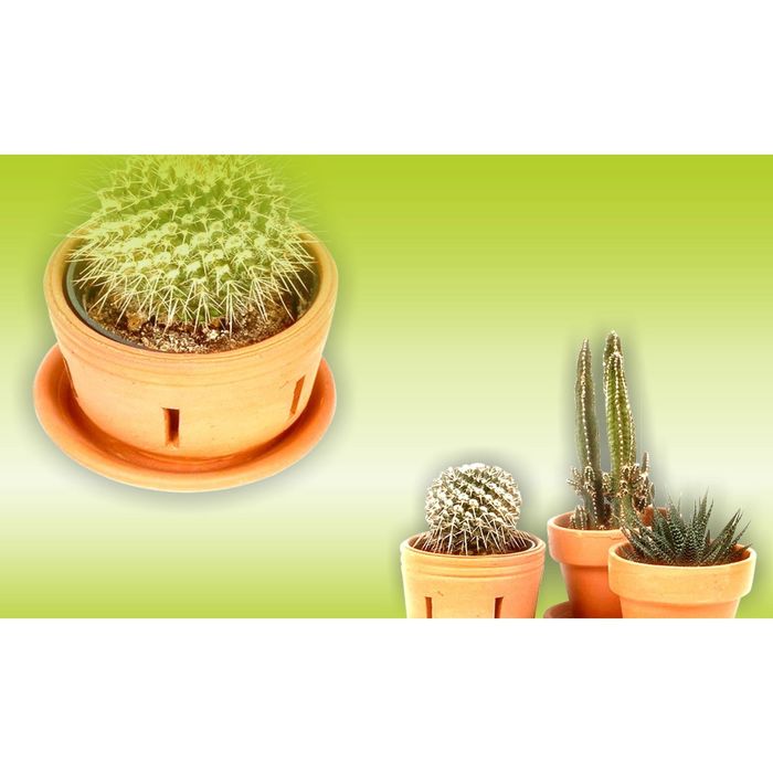 Стеклянный фартук закаленное стекло М1 "Кактус", 600х1000х4