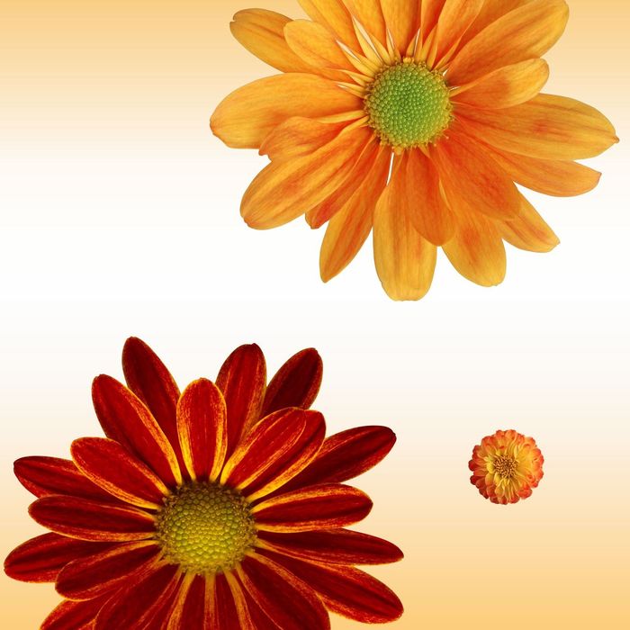 Стеклянный фартук закаленное стекло М1 "Герберы", 600х600х4