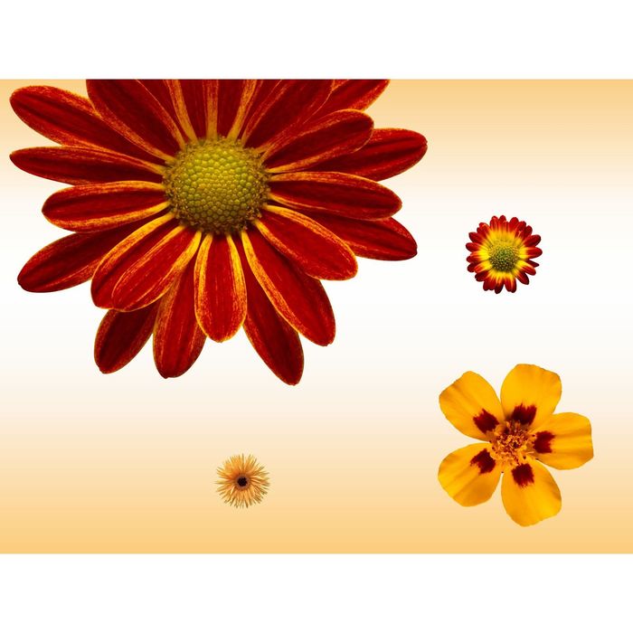 Стеклянный фартук закаленное стекло М1 "Герберы", 600х800х4