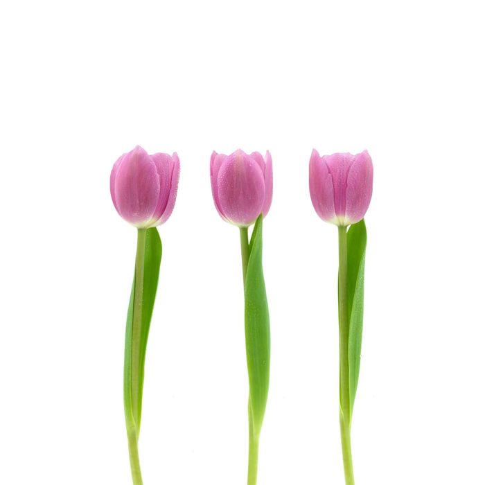 Стеклянный фартук закаленное стекло М1 "Тюльпаны", 600х400х4