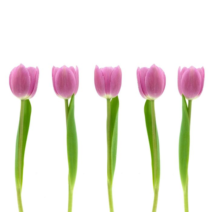 Стеклянный фартук закаленное стекло М1 "Тюльпаны", 600х600х4