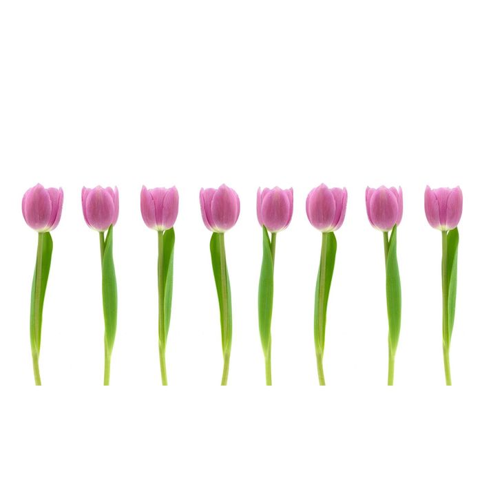 Стеклянный фартук закаленное стекло М1 "Тюльпаны", 600х1000х4