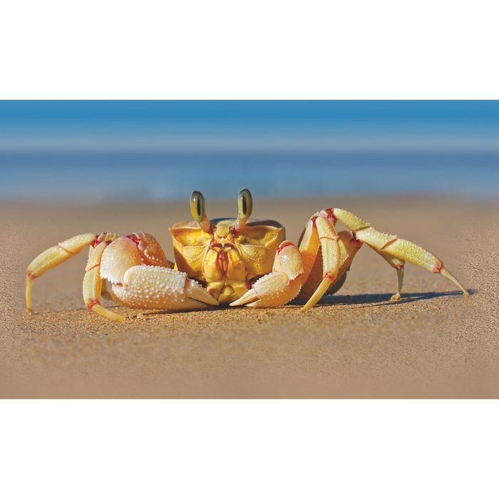 Стеклянный фартук закаленное стекло М1 "Краб", 600х1000х4