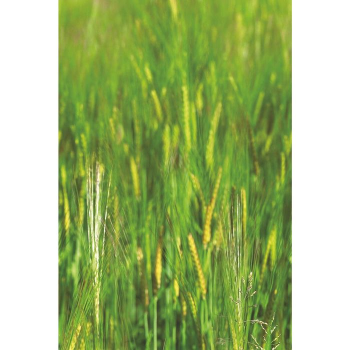 Стеклянный фартук закаленное стекло М1 "Лужайка", 600х400х4