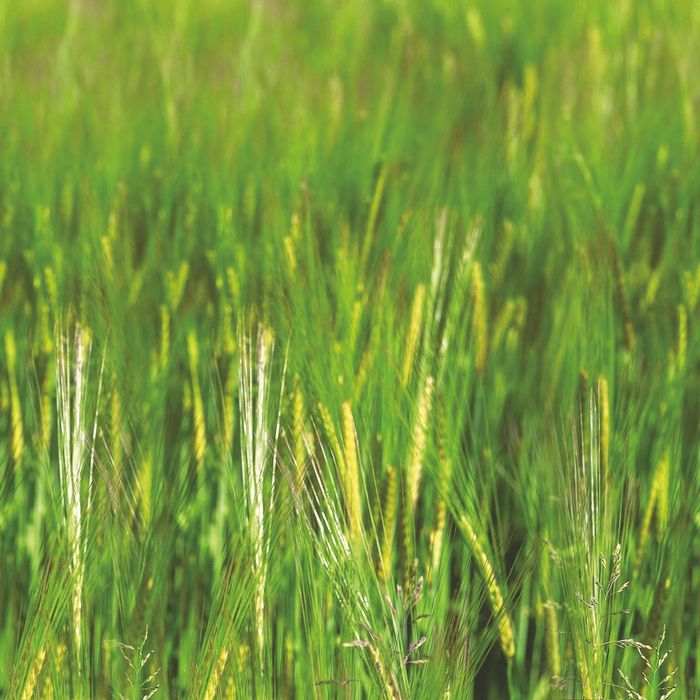 Стеклянный фартук закаленное стекло М1 "Лужайка", 600х600х4