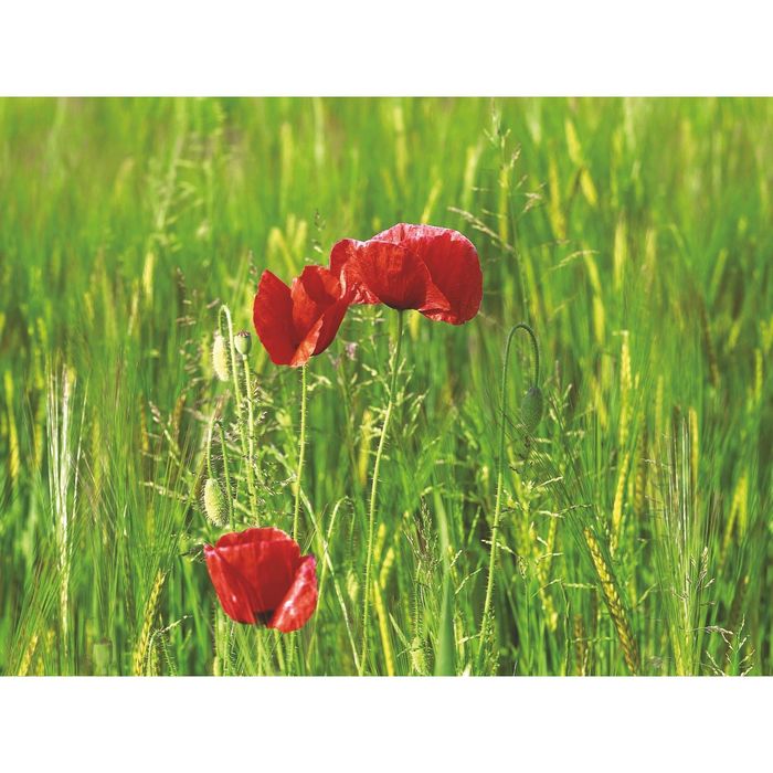 Стеклянный фартук закаленное стекло М1 "Лужайка", 600х800х4