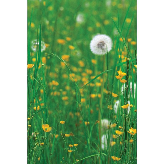 Стеклянный фартук закаленное стекло М1 "Одуванчики", 600х400х4