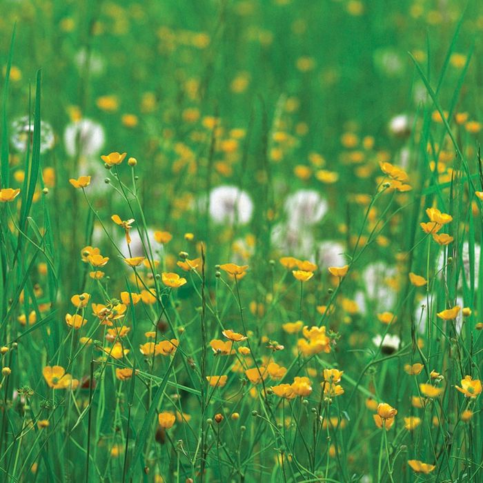 Стеклянный фартук закаленное стекло М1 "Одуванчики", 600х600х4