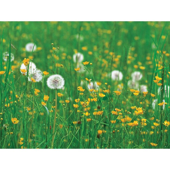 Стеклянный фартук закаленное стекло М1 "Одуванчики", 600х800х4