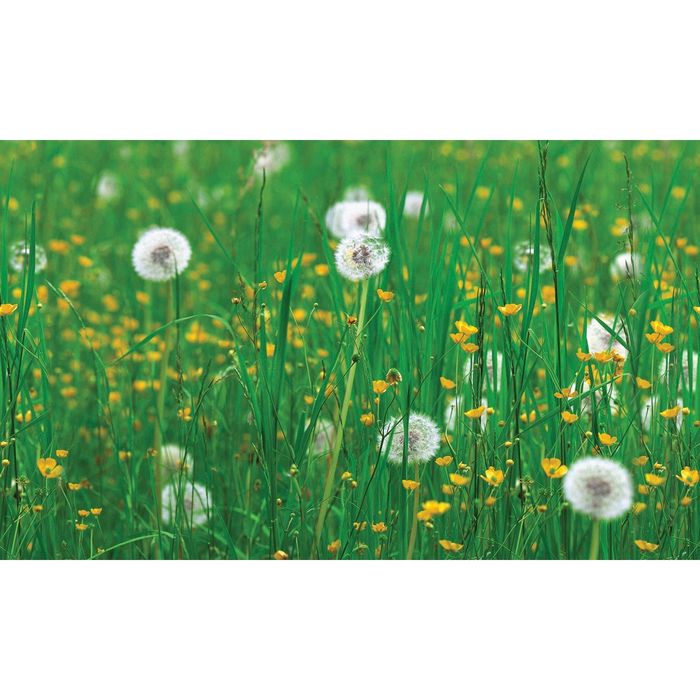 Стеклянный фартук закаленное стекло М1 "Одуванчики", 600х1000х4