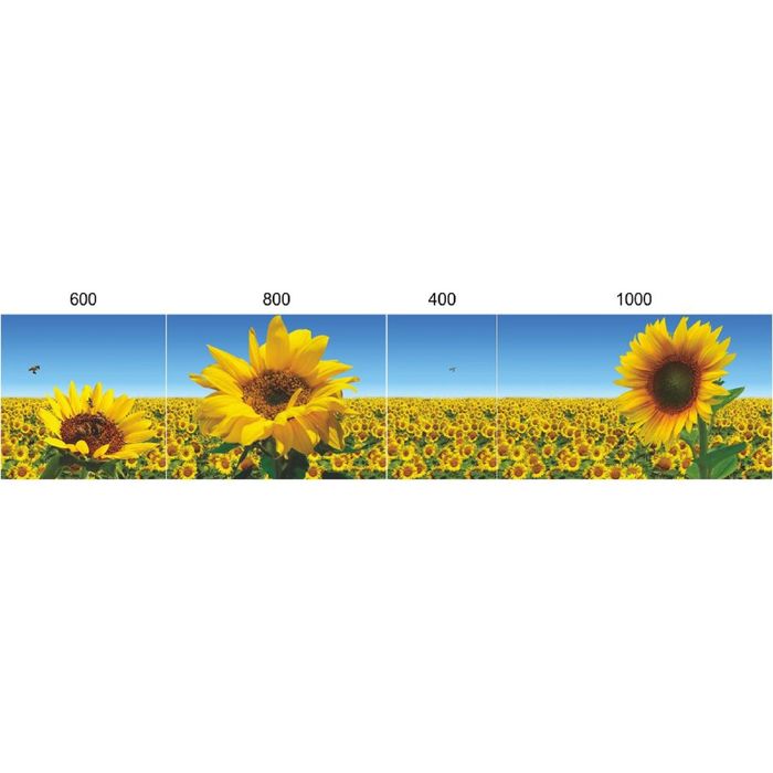 Стеклянный фартук закаленное стекло М1 "Подсолнухи", 600х400х4