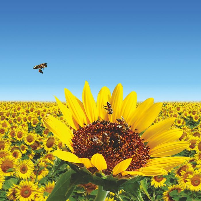 Стеклянный фартук закаленное стекло М1 "Подсолнухи", 600х600х4