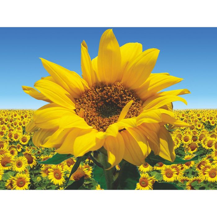 Стеклянный фартук закаленное стекло М1 "Подсолнухи", 600х800х4