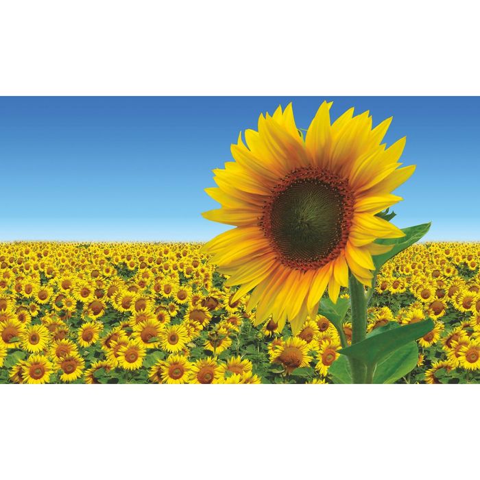 Стеклянный фартук закаленное стекло М1 "Подсолнухи", 600х1000х4