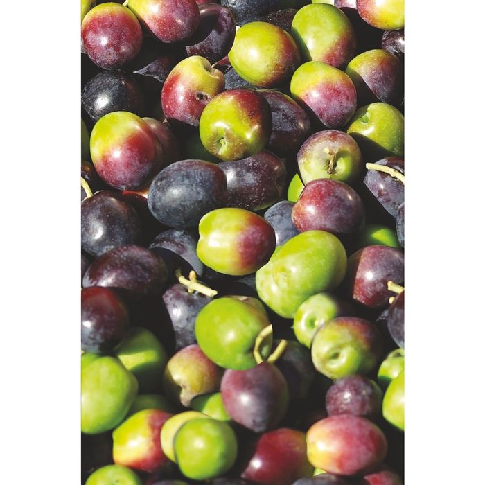 Стеклянный фартук закаленное стекло М1 "Яблоки", 600х400х4