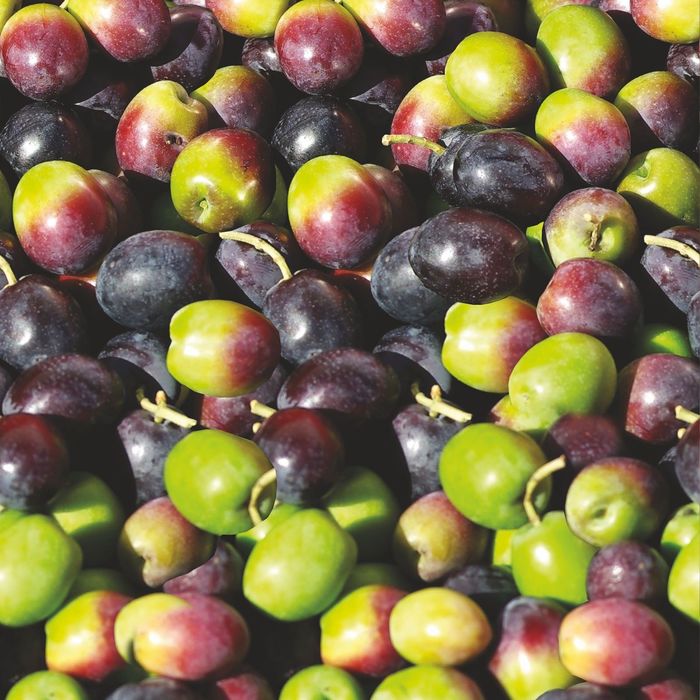 Стеклянный фартук закаленное стекло М1 "Яблоки", 600х600х4