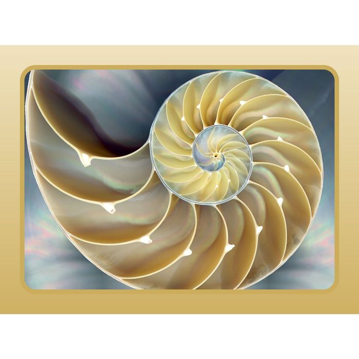 Стеклянный фартук закаленное стекло М1 "Морская ракушка", 600х800х4