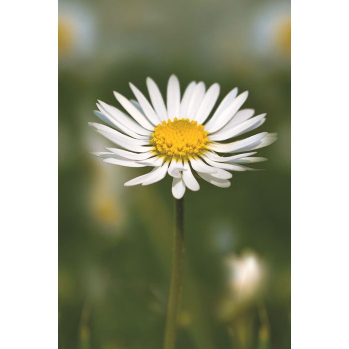 Стеклянный фартук закаленное стекло М1 "Ромашки", 600х400х4