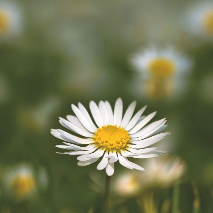 Стеклянный фартук закаленное стекло М1 "Ромашки", 600х600х4