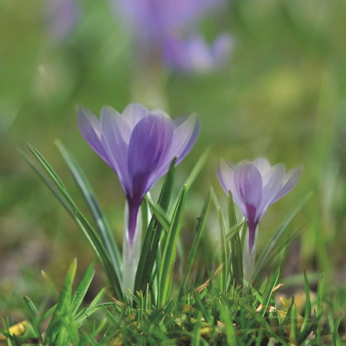 Стеклянный фартук закаленное стекло М1 "Крокус", 600х600х4