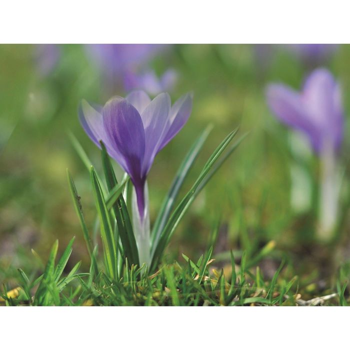 Стеклянный фартук закаленное стекло М1 "Крокус", 600х800х4