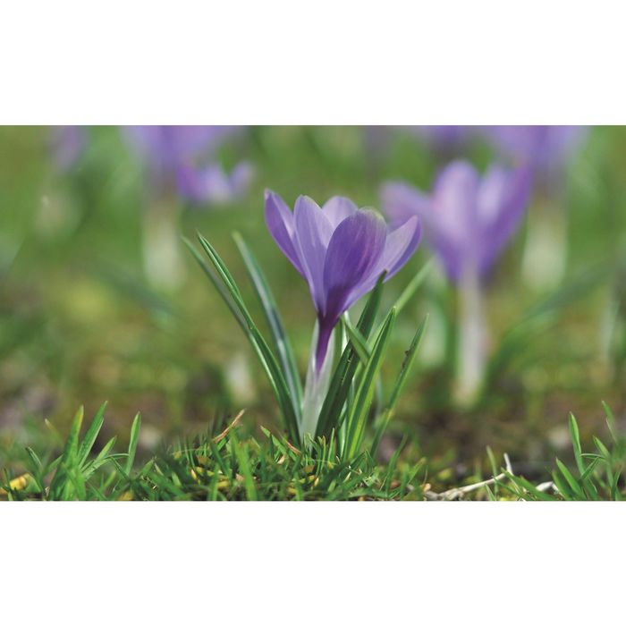 Стеклянный фартук закаленное стекло М1 "Крокус", 600х1000х4