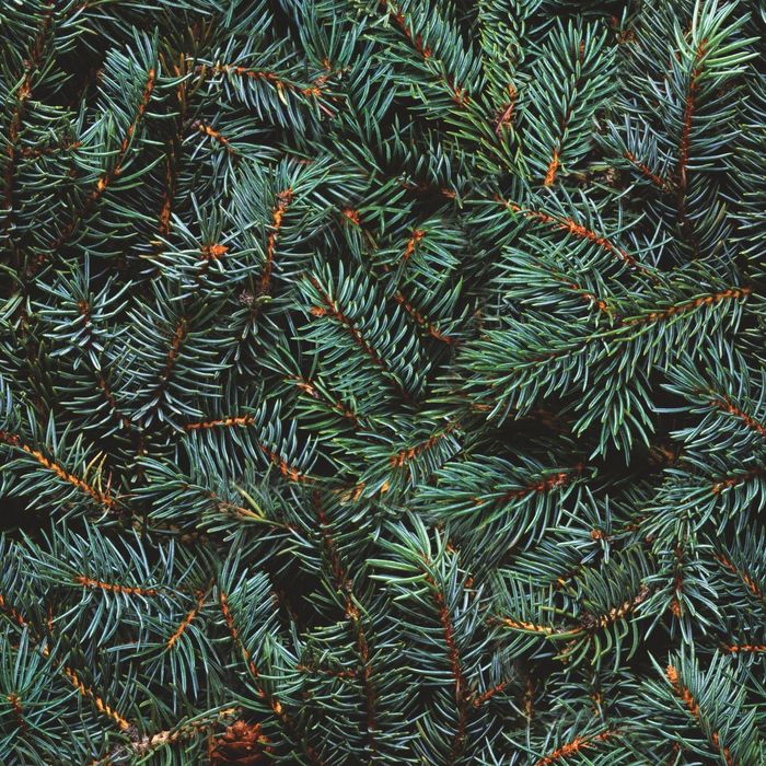 Стеклянный фартук закаленное стекло М1 "Ель", 600х600х4