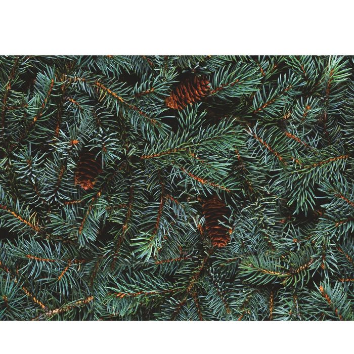 Стеклянный фартук закаленное стекло М1 "Ель", 600х800х4