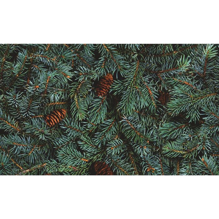 Стеклянный фартук закаленное стекло М1 "Ель", 600х1000х4