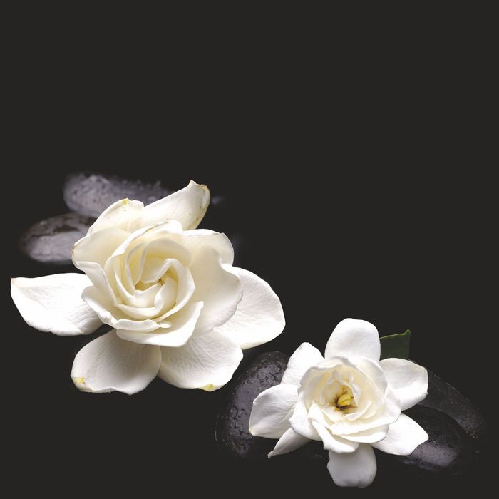 Стеклянный фартук закаленное стекло М1 "Гардения", 600х600х4