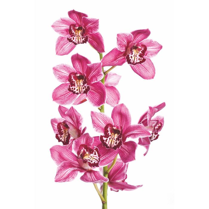 Стеклянный фартук закаленное стекло М1 "Орхидея-2", 600х400х4