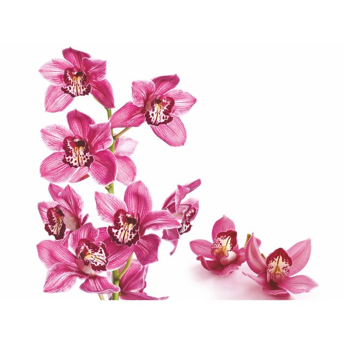 Стеклянный фартук закаленное стекло М1 "Орхидея-2", 600х800х4