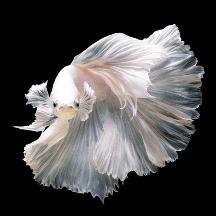 Картина на подрамнике "Светлый Халф Мун"