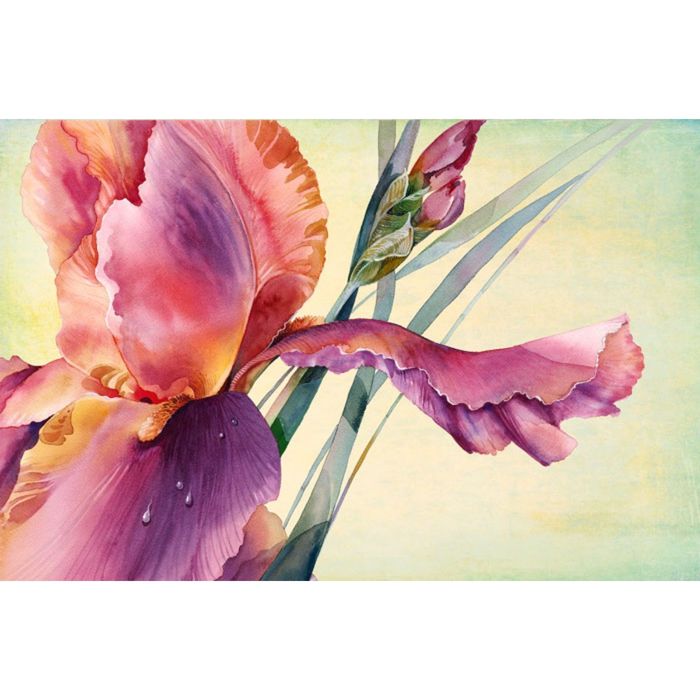 Картина на подрамнике "Раскрывающийся ирис"