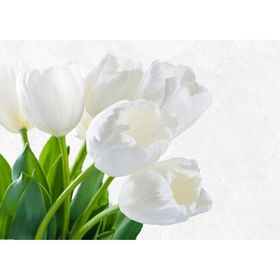 

Картина на холсте Канвас Постер "Белая мечта" 60/80
