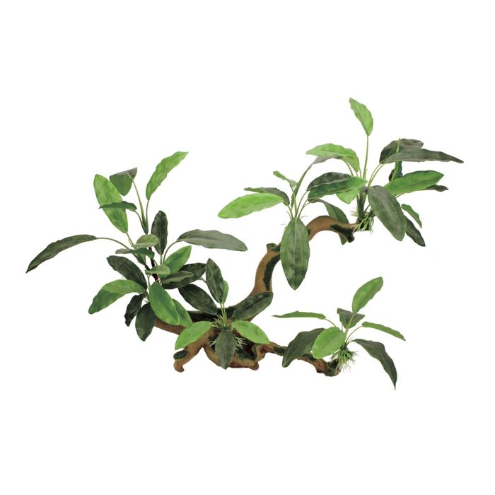 Декоративная композиция "Ветвистая коряга с анубиасом узколистным" L, 42,5x16,5x40см