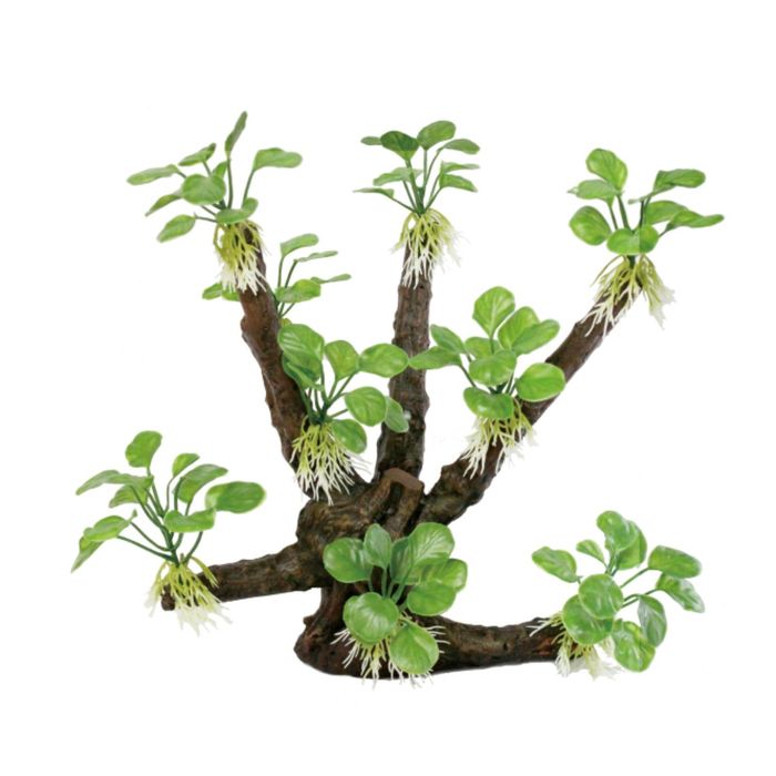 Декоративная композиция "Ветвистая коряга с анубиасом нана" M8, 28x17x31 см