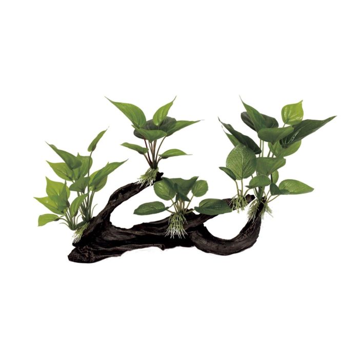 Декоративная композиция "Мангровая коряга с анубиасом" M4, 39,5x11x23 см